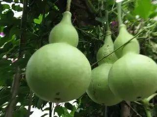 葫芦瓜不熟可以吃吗,葫芦瓜未熟可食用吗？揭秘成熟与未熟葫芦瓜的食用差异