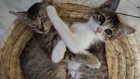 小猫可以吃脆瓜吗怎么吃,如何安全享用美味脆瓜