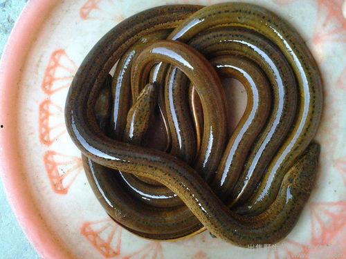 明星捕泥鳅视频下载,明星版趣味盎然