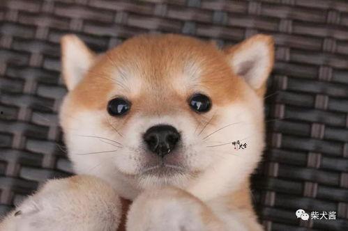 哪些明星养柴犬