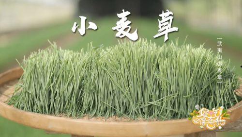 青草合集在线观看