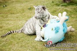 明星虎宝宝,魅力四溢的璀璨星途