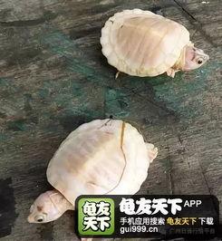 江门网红龟,探寻江门特色文化的新宠儿