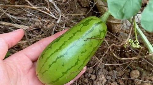 这个暑假吃的瓜,这个暑假的甜蜜回忆