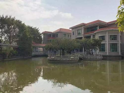 鹤山小明星,闪耀青春，梦想起航