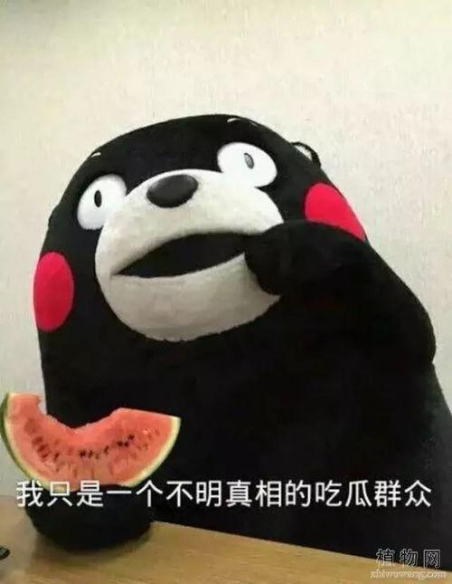 吃瓜的烦恼,如何在信息爆炸的时代保持清醒