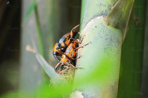 网红竹笋吃到虫子视频