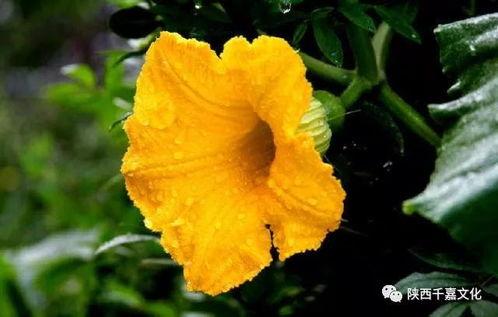 花知晓吃瓜,揭秘娱乐圈那些不为人知的幕后故事