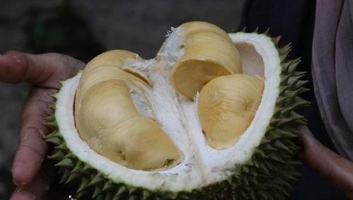 吃榴莲哈密瓜,热带果香的双重诱惑