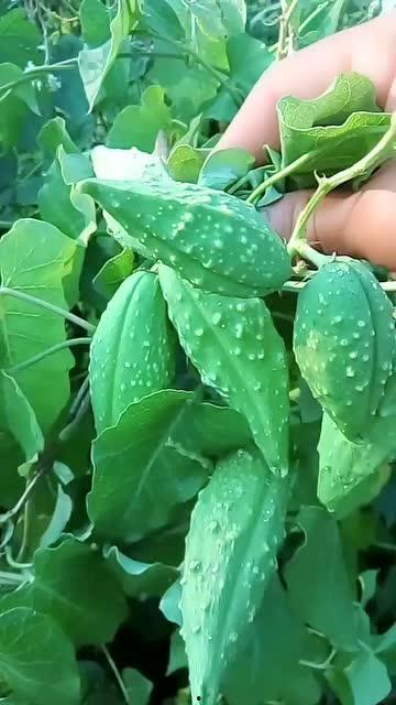 生物机电吃瓜,瓜田里的绿色革命